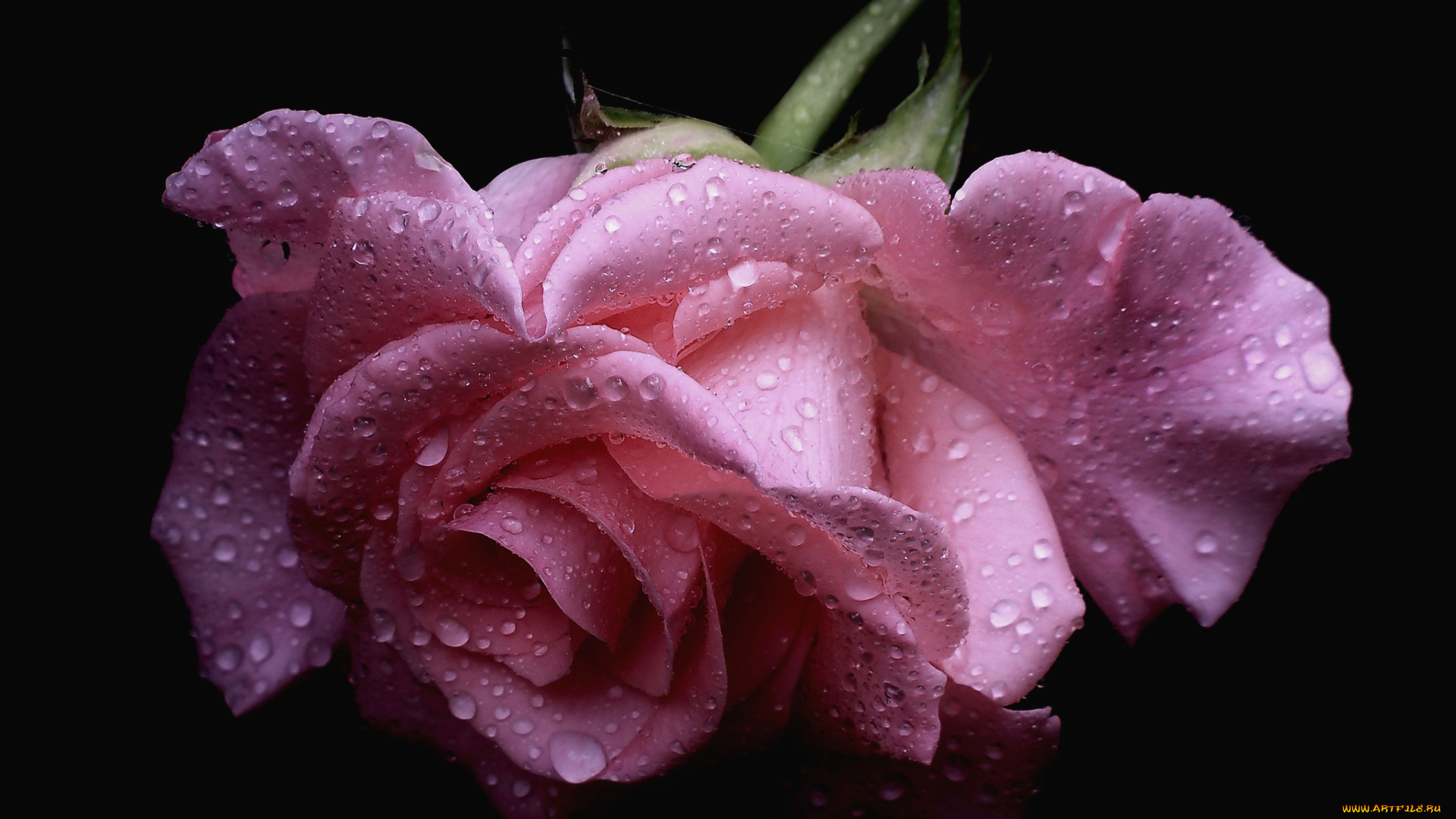 цветы, розы, розовый, капли, лепестки