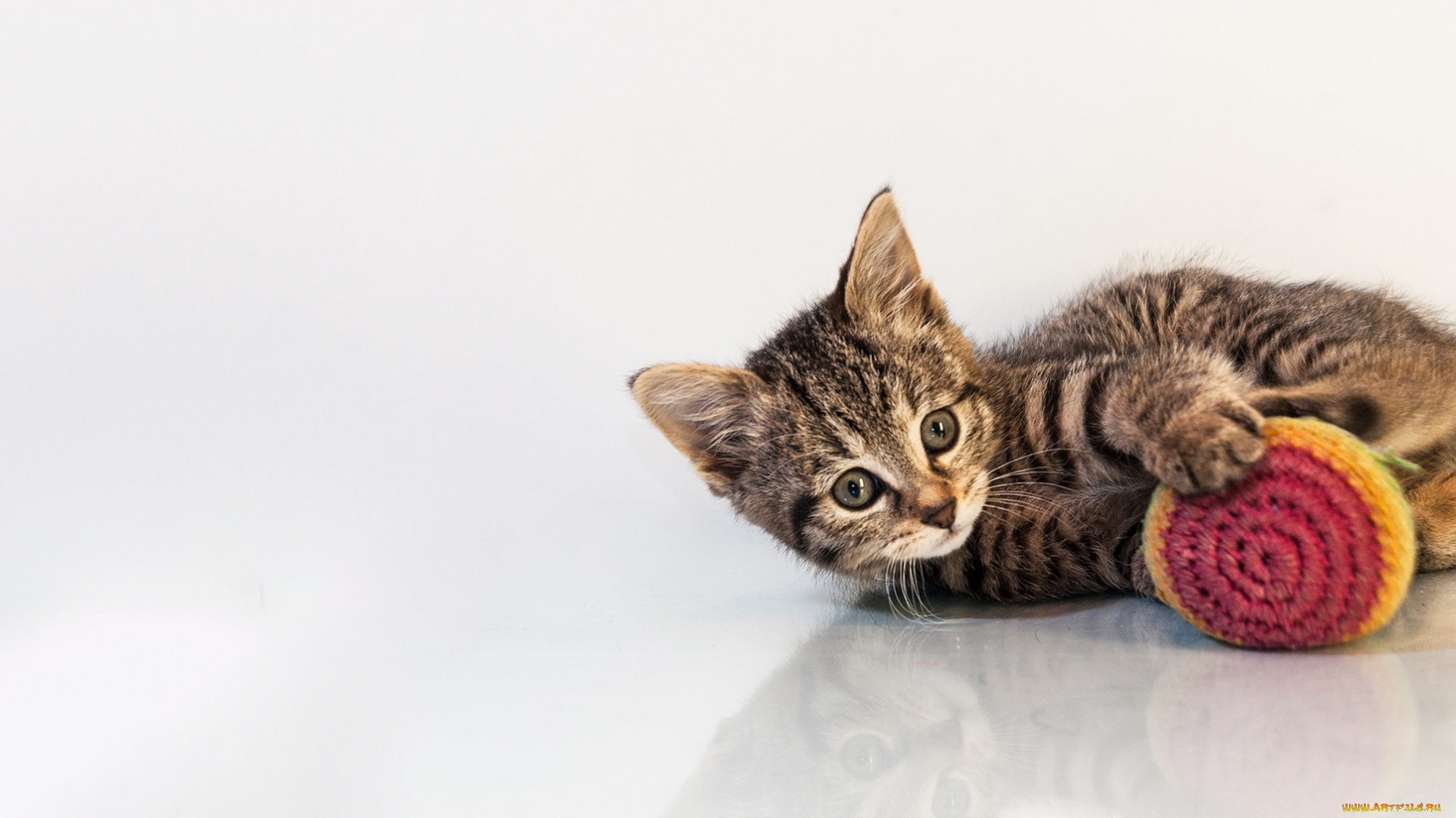 животные, коты, котенок