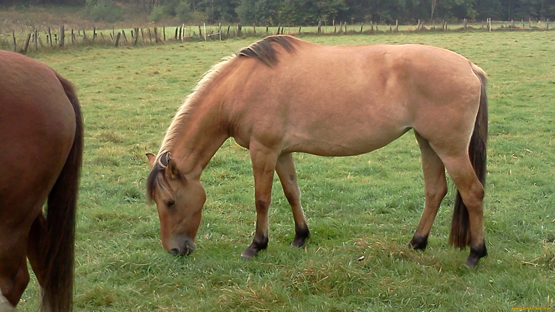 животные, лошади, лошадь