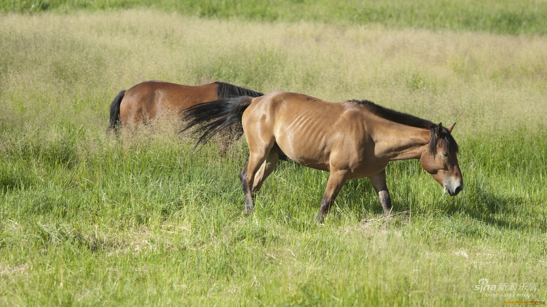 животные, лошади, лошадь