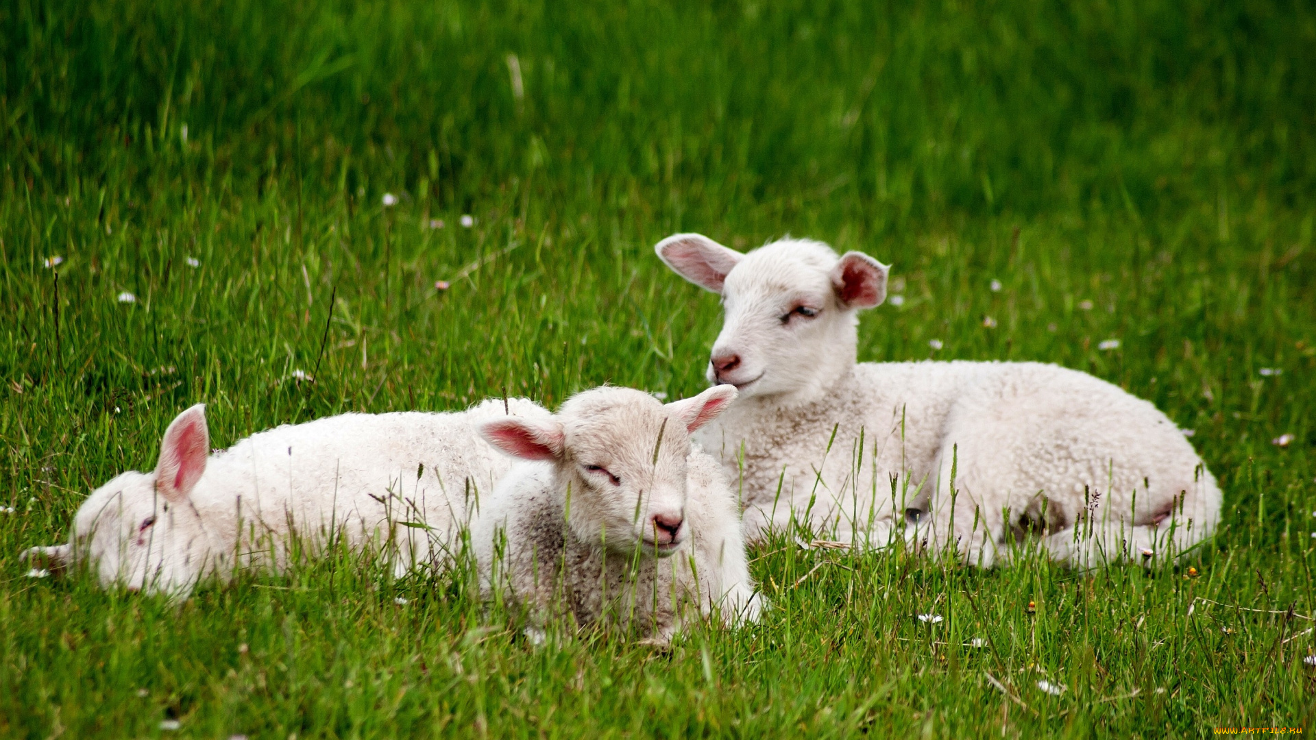 животные, овцы, бараны, ягнята