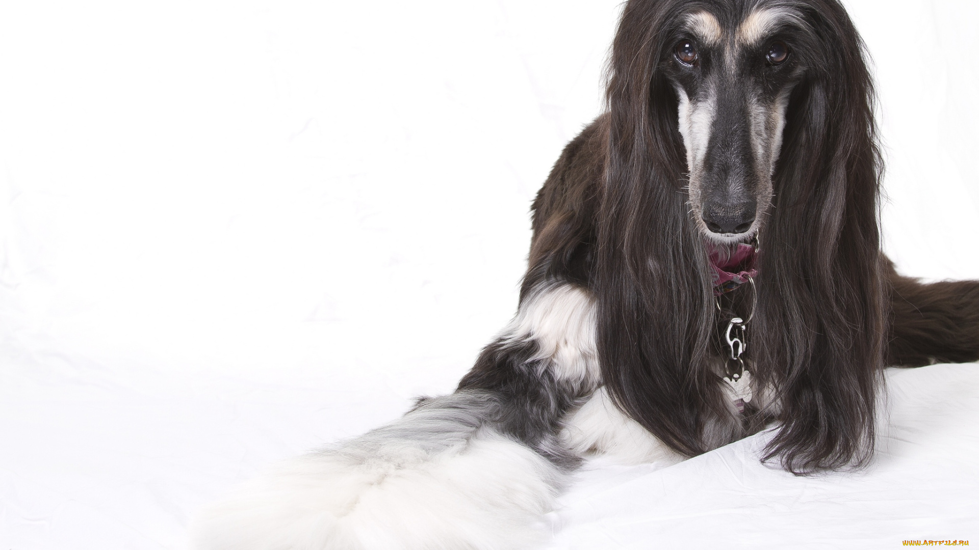 животные, собаки, афганская, борзая