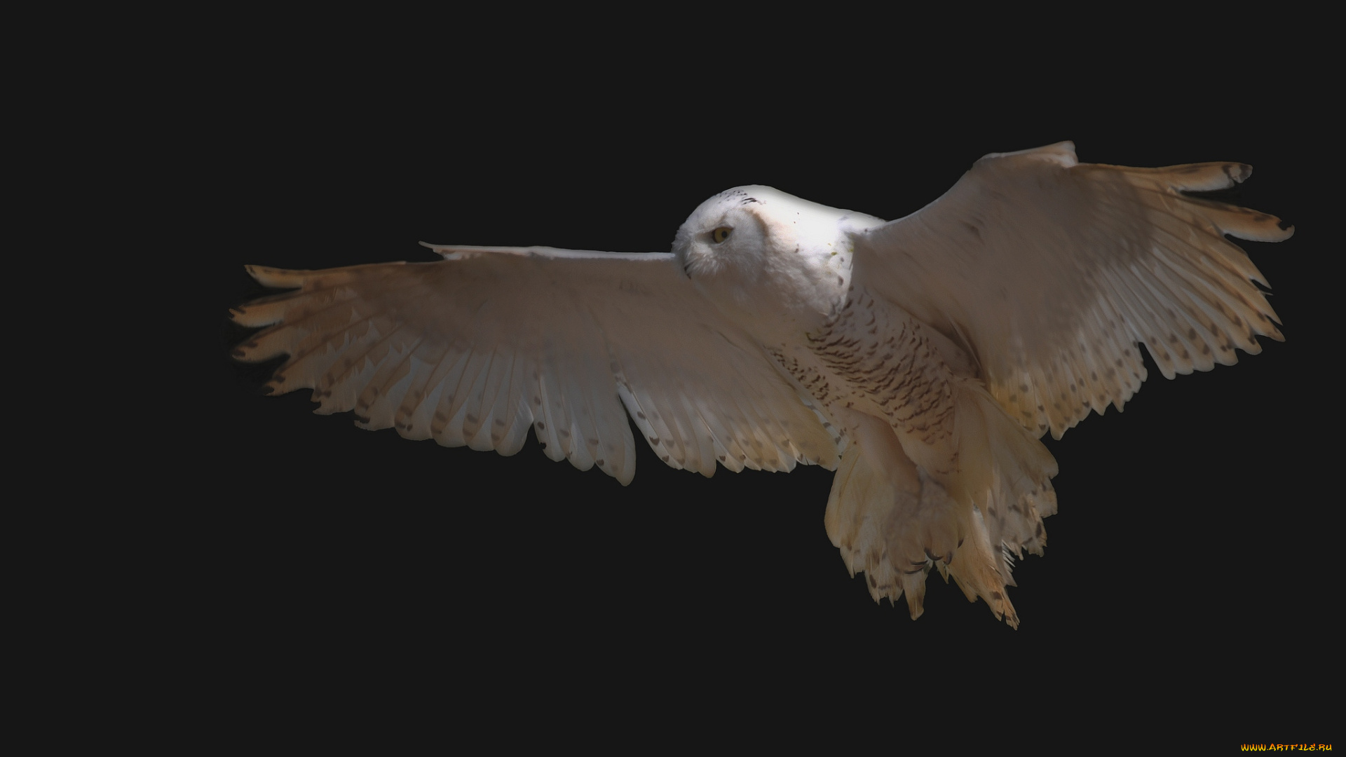 животные, совы, крылья, полет, белый