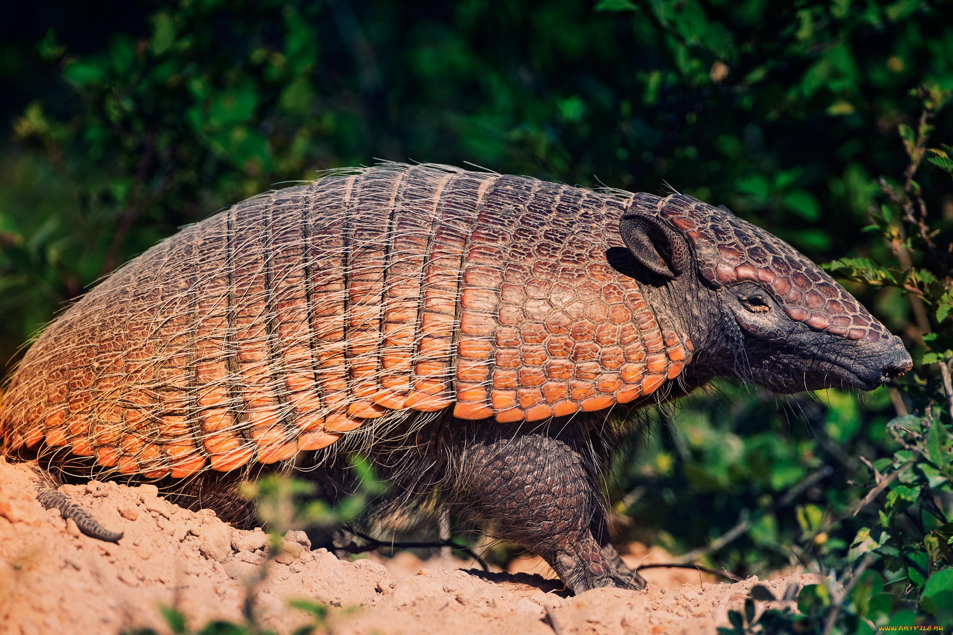 животные, броненосцы, кусты, песок, броненосец, cingulata, южная, америка