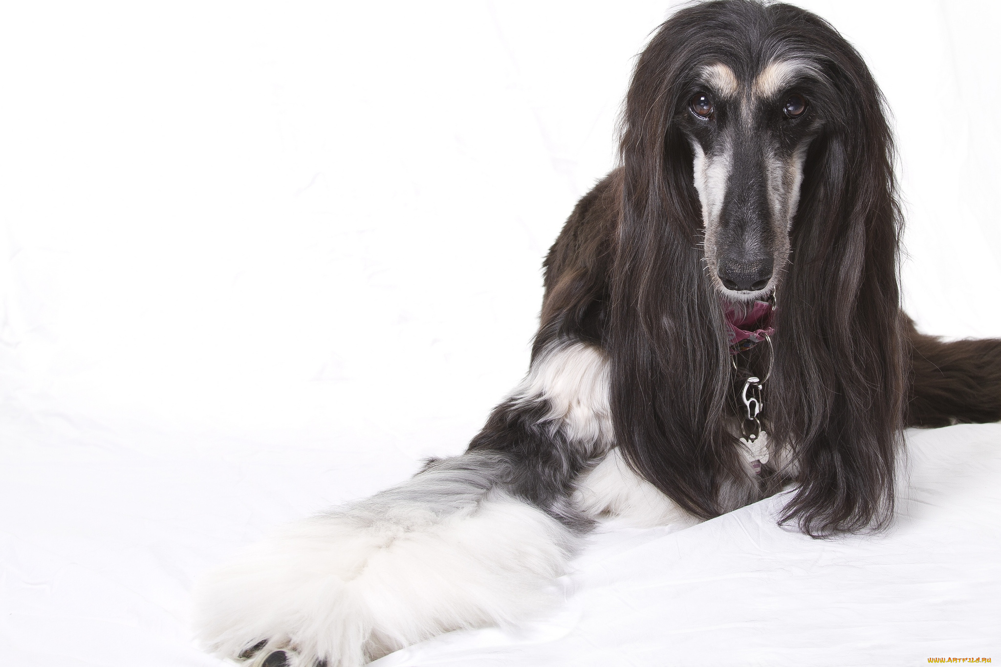 животные, собаки, афганская, борзая