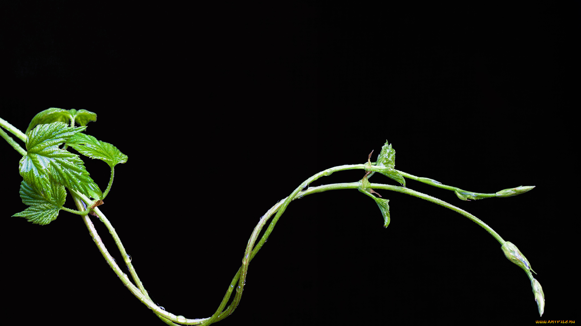 природа, листья