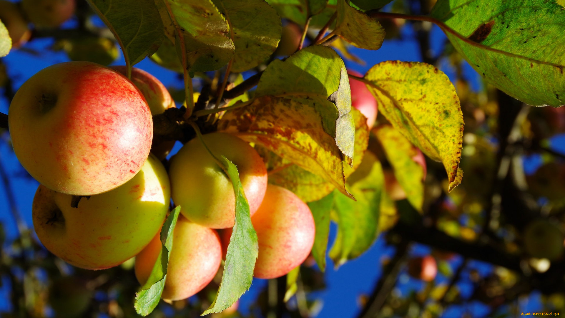 природа, плоды