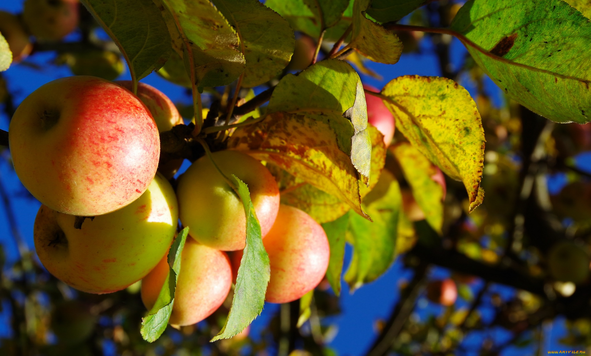 природа, плоды