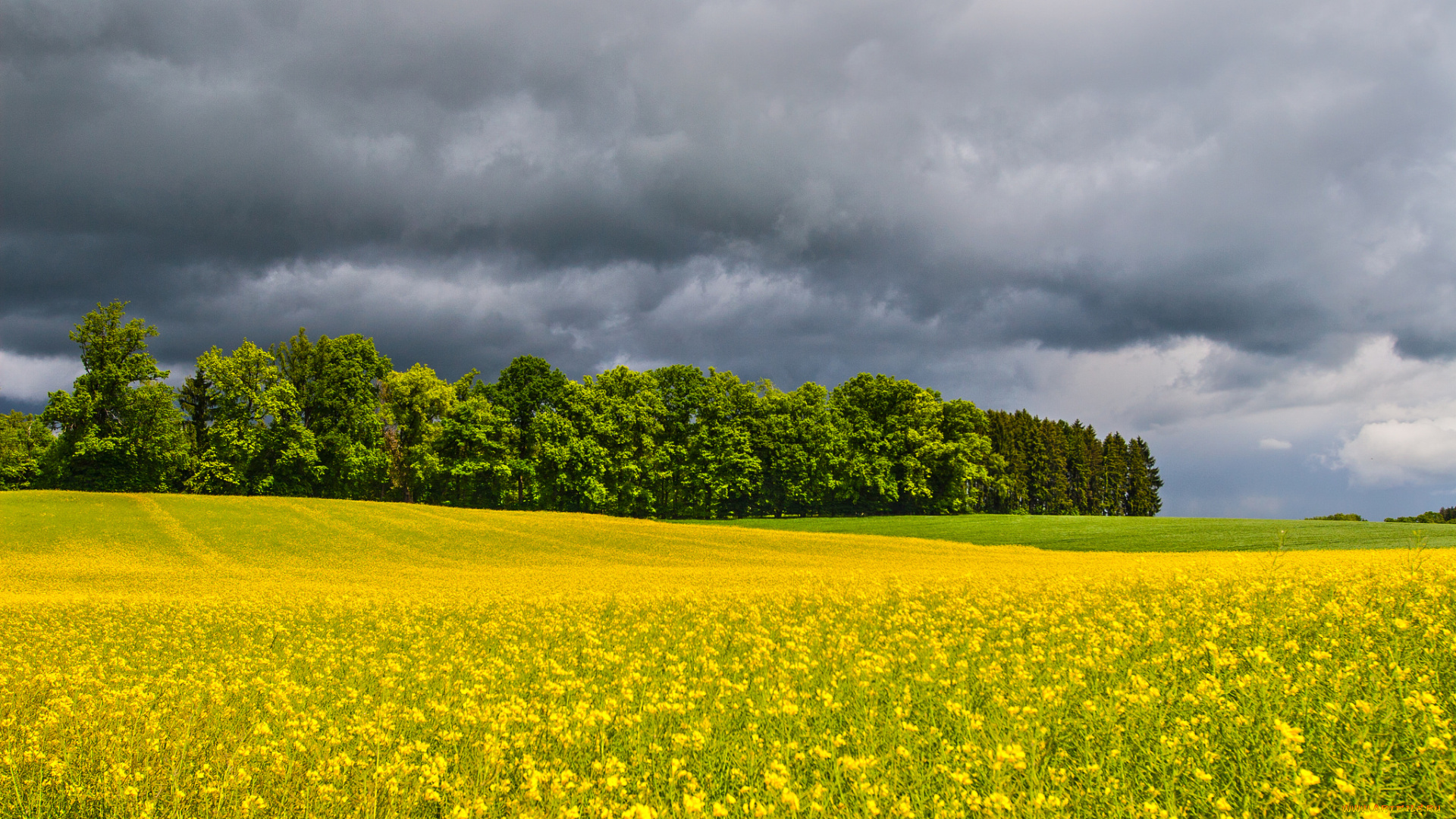 природа, поля, облака, цветы, поле, лес
