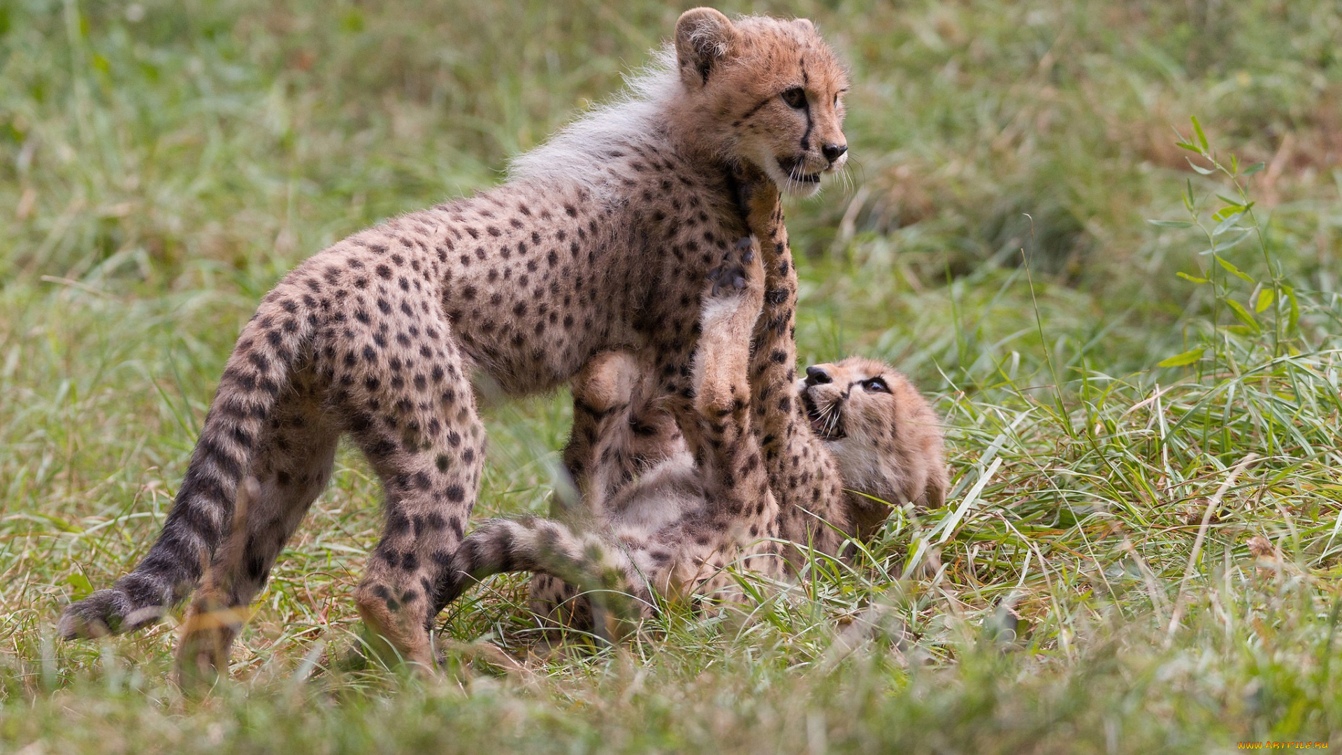 животные, гепарды, борьба, игра, детёныши, пара