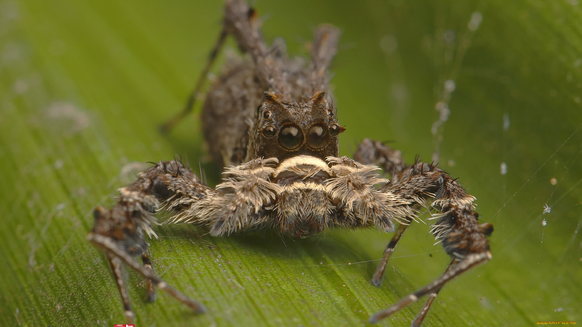 животные, пауки, фон, лист, насекомое, паук, травинка, макро