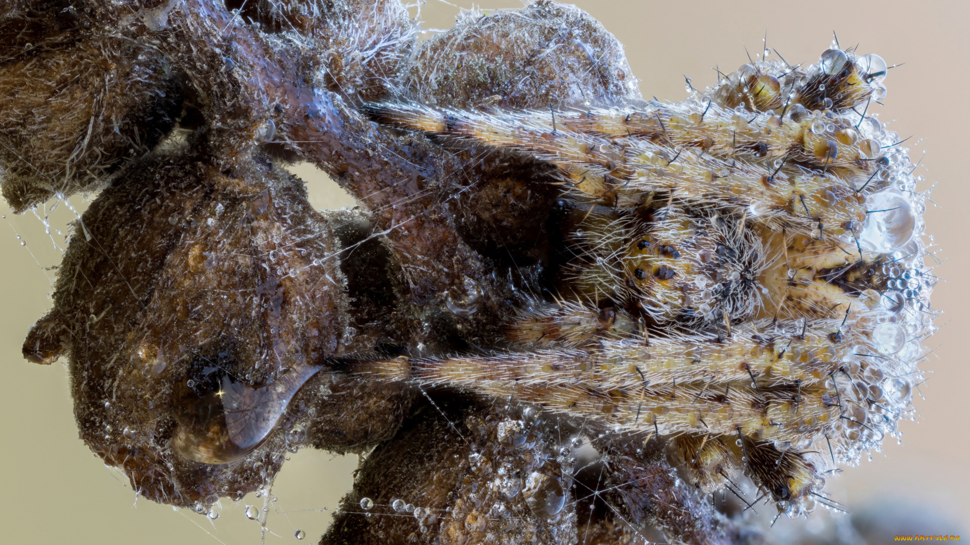 животные, пауки, макро, травинка, насекомое, фон, вода, роса, личинка, божья, коровка