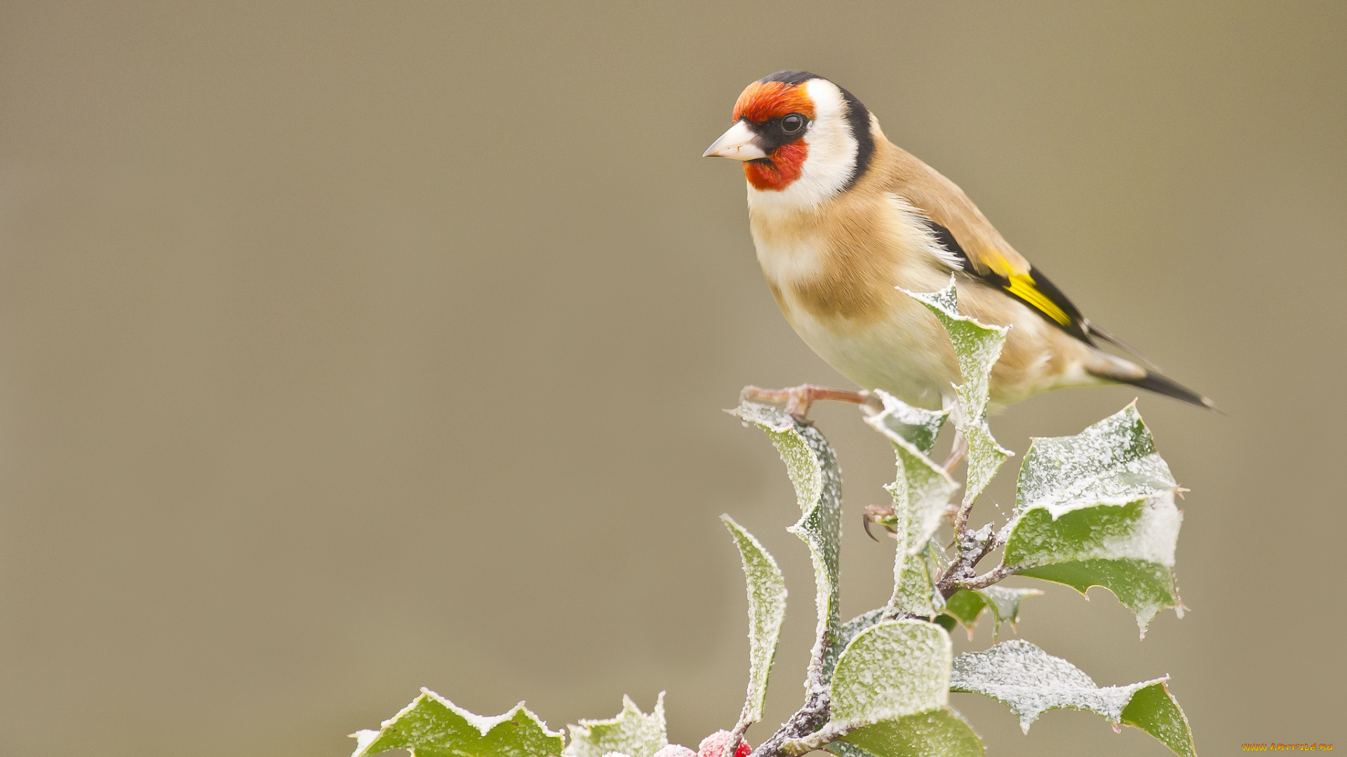 животные, щеглы, , чижи, иней, ягоды, птица, листья, ветка, щегол