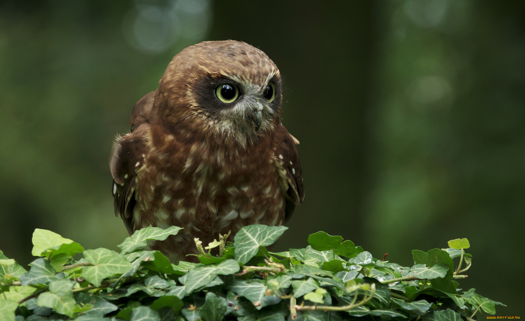 животные, совы, клюв, голова, глаза