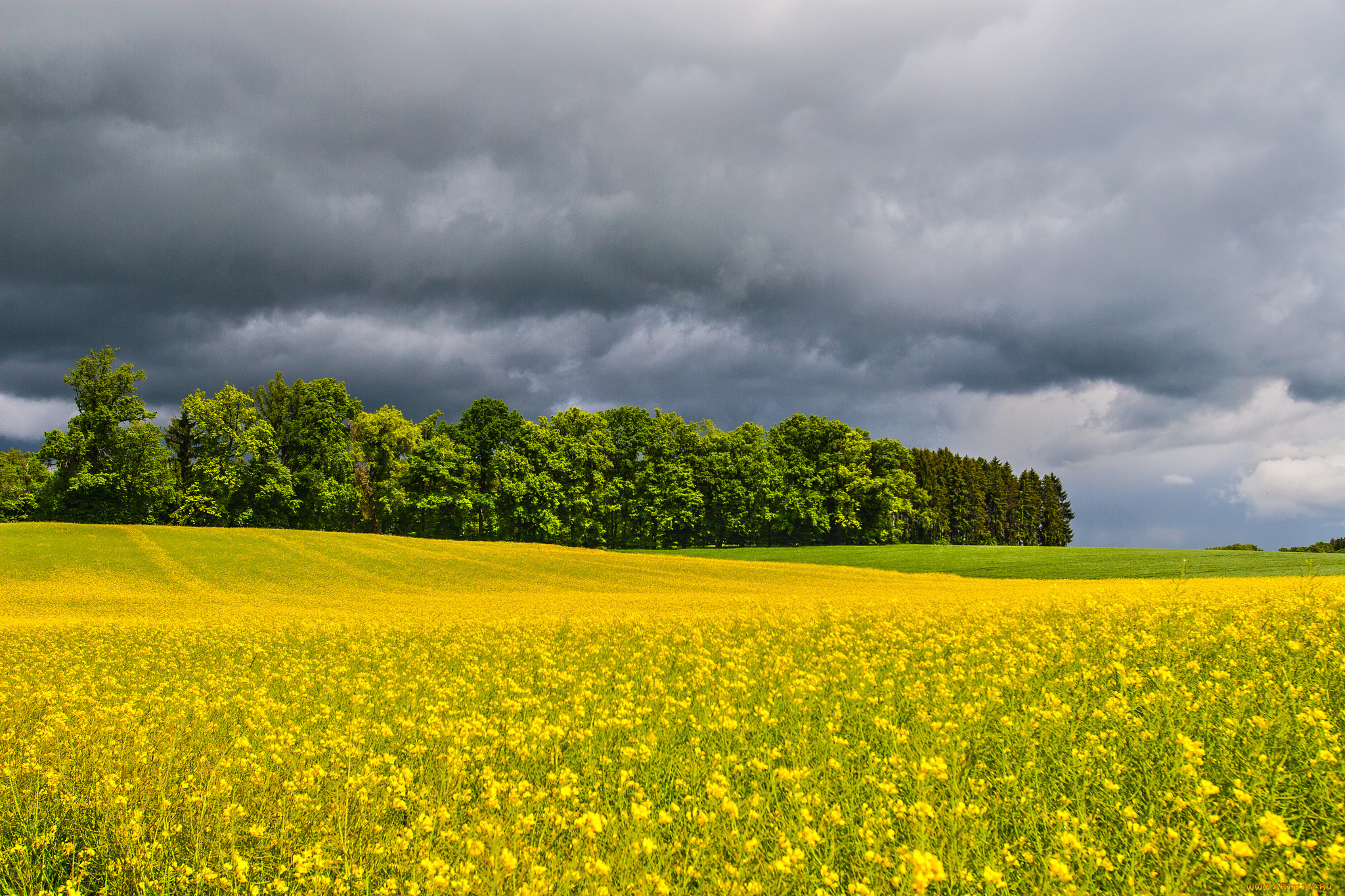 природа, поля, облака, цветы, поле, лес