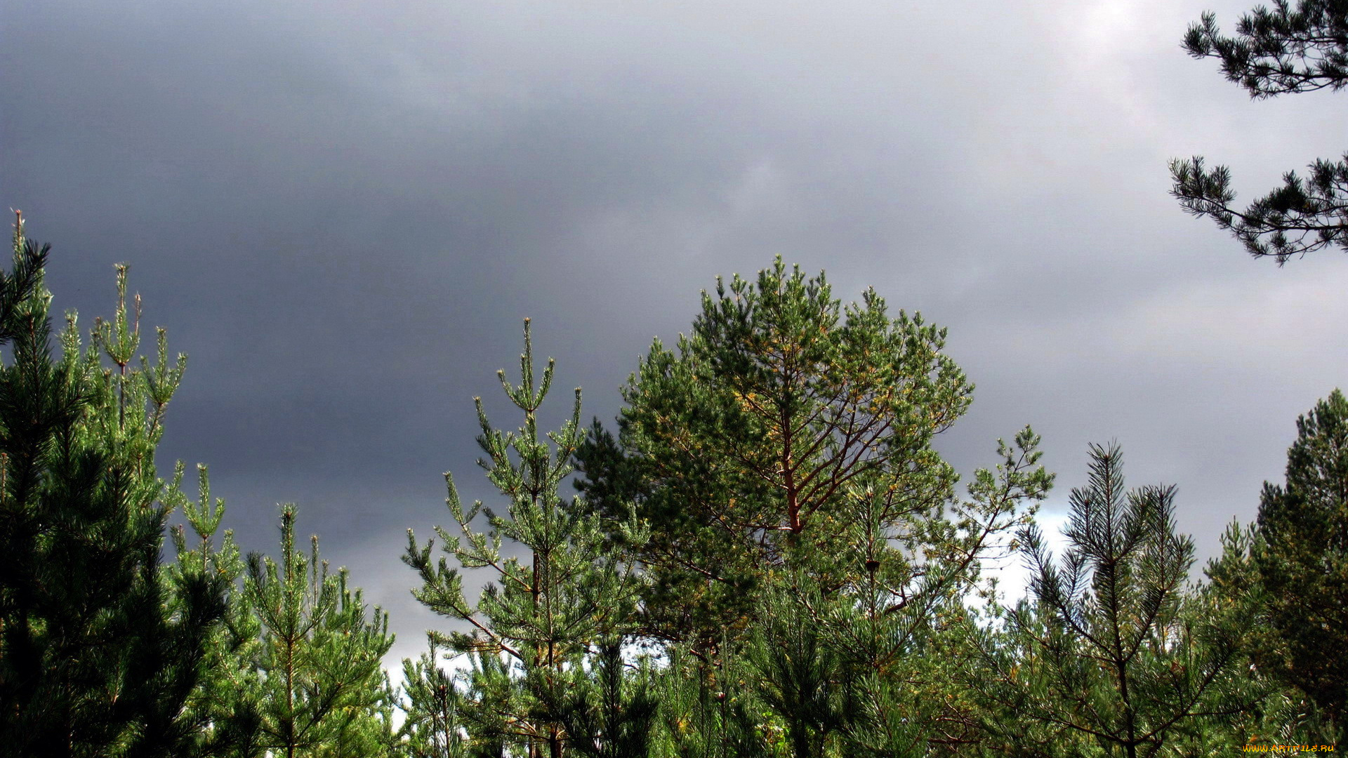 природа, деревья, сосны, ели