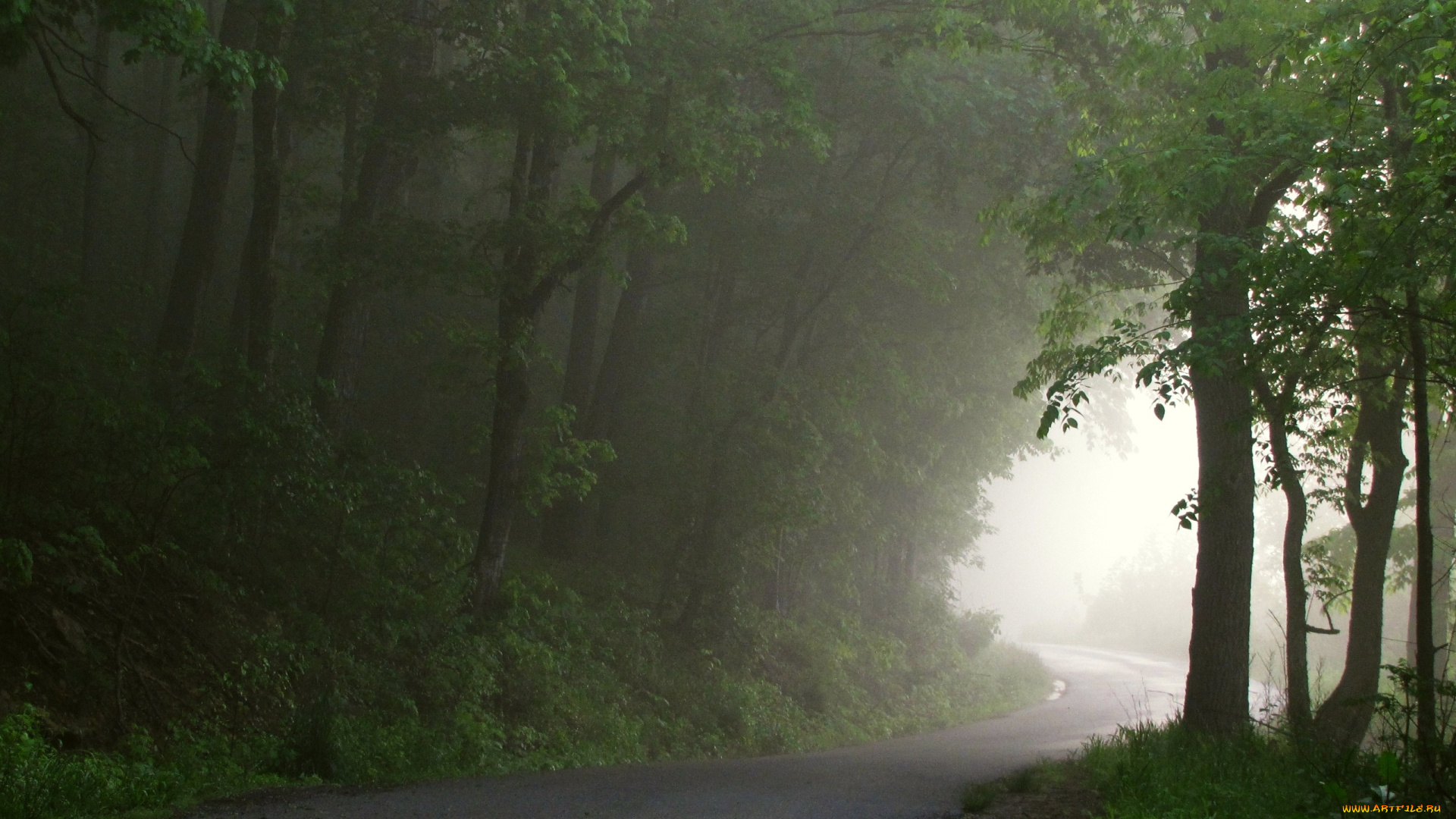 природа, дороги, туман, дорога, лес