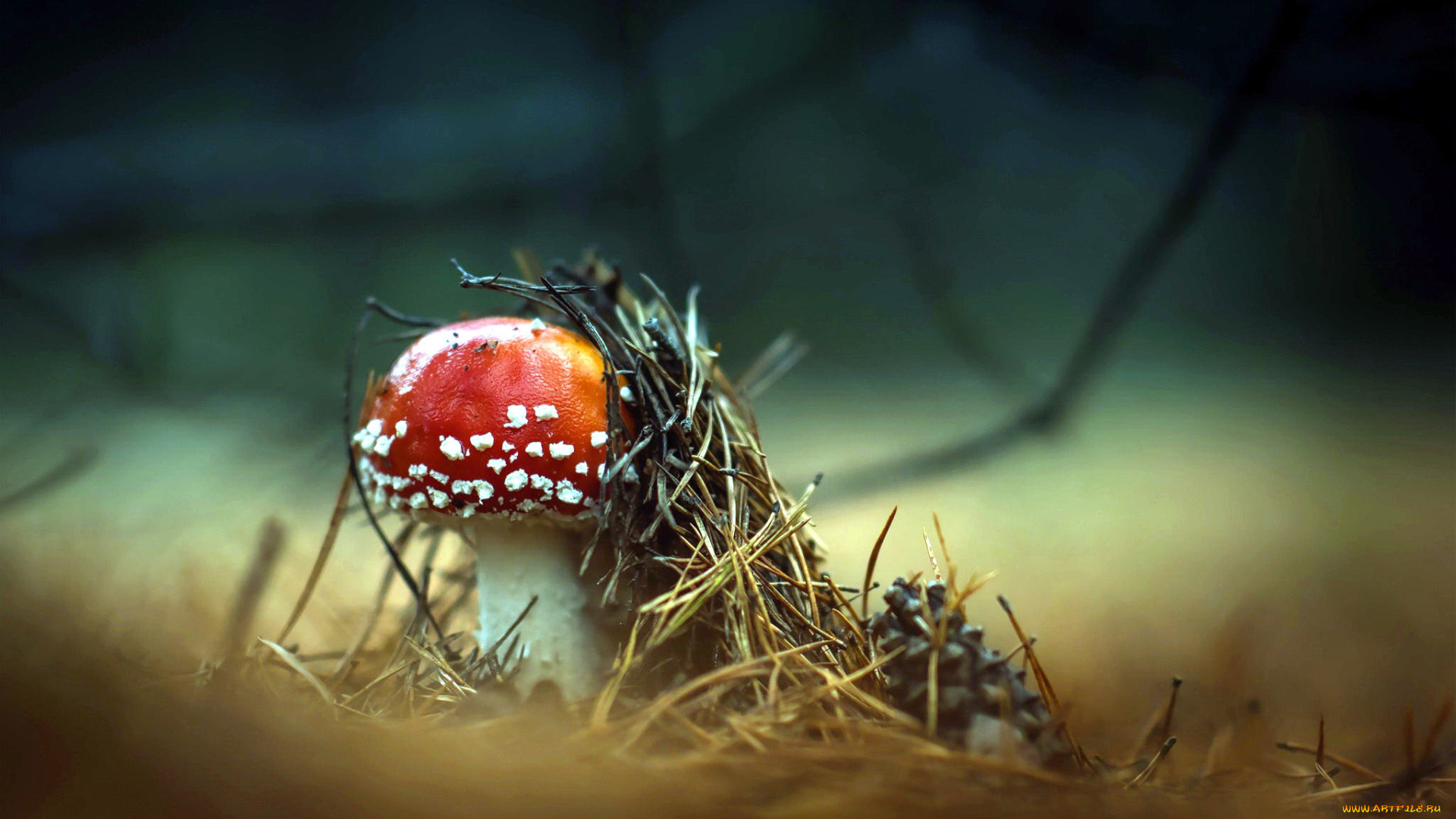 природа, грибы, , мухомор, одиночка