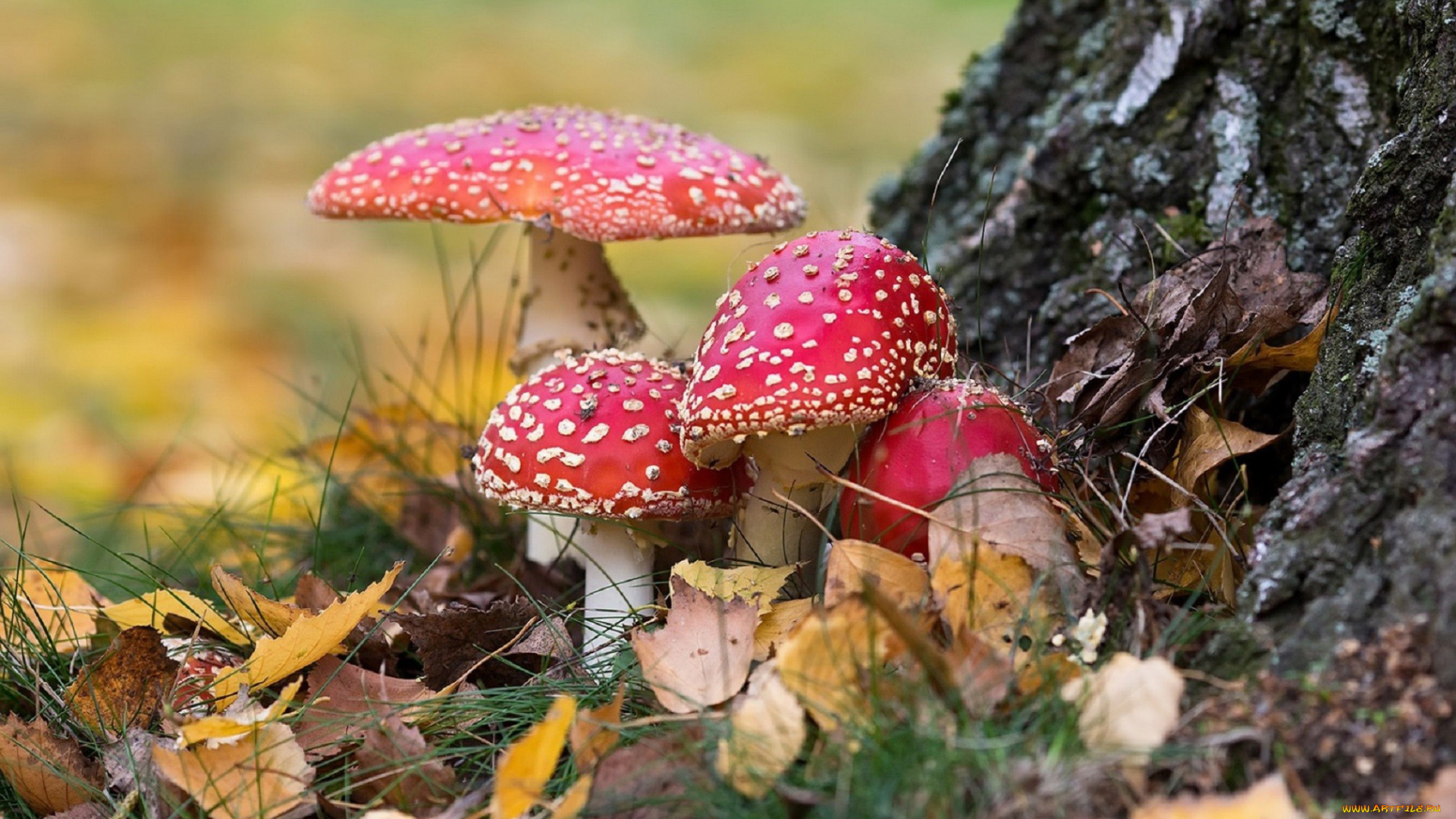природа, грибы, , мухомор, семейка