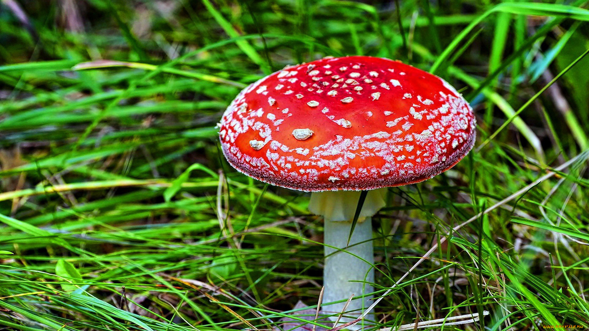 природа, грибы, , мухомор, трава, гриб, красная, шляпка