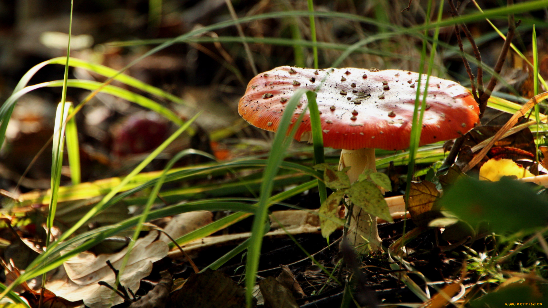 природа, грибы, , мухомор, трава, гриб, листва