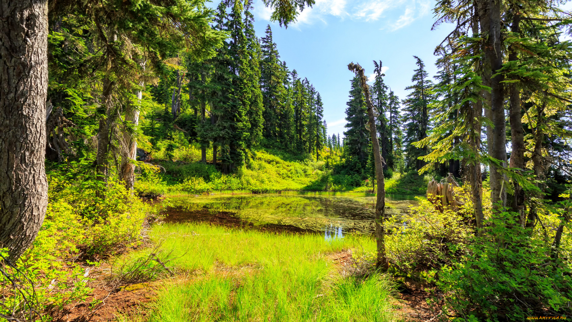 природа, лес, река