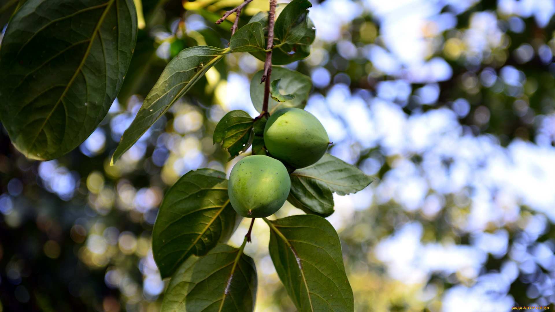 природа, плоды, хурма