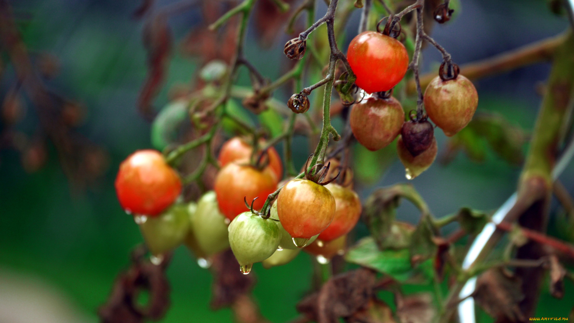 природа, плоды, помидоры, капли