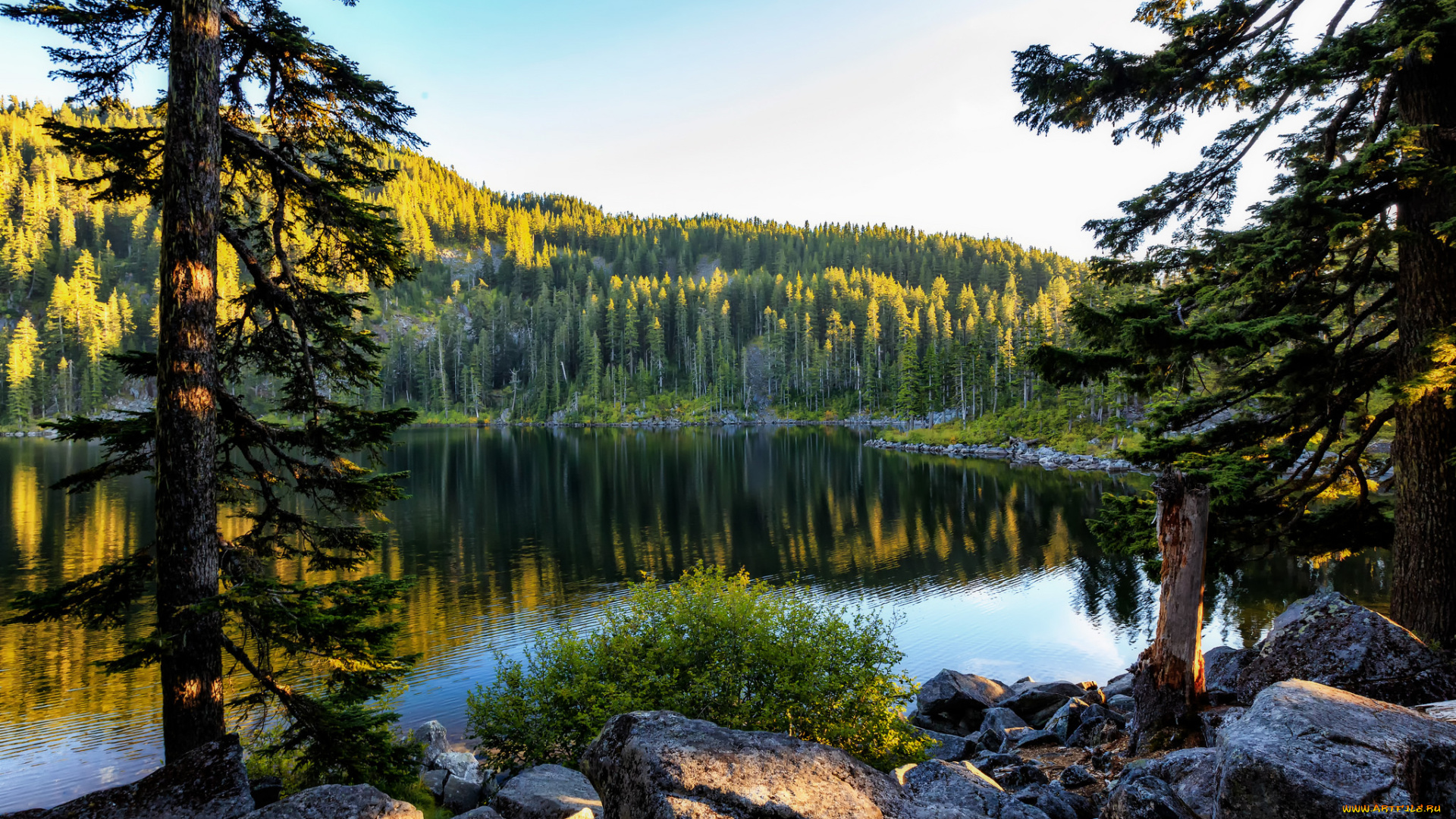 природа, реки, озера, река, лес