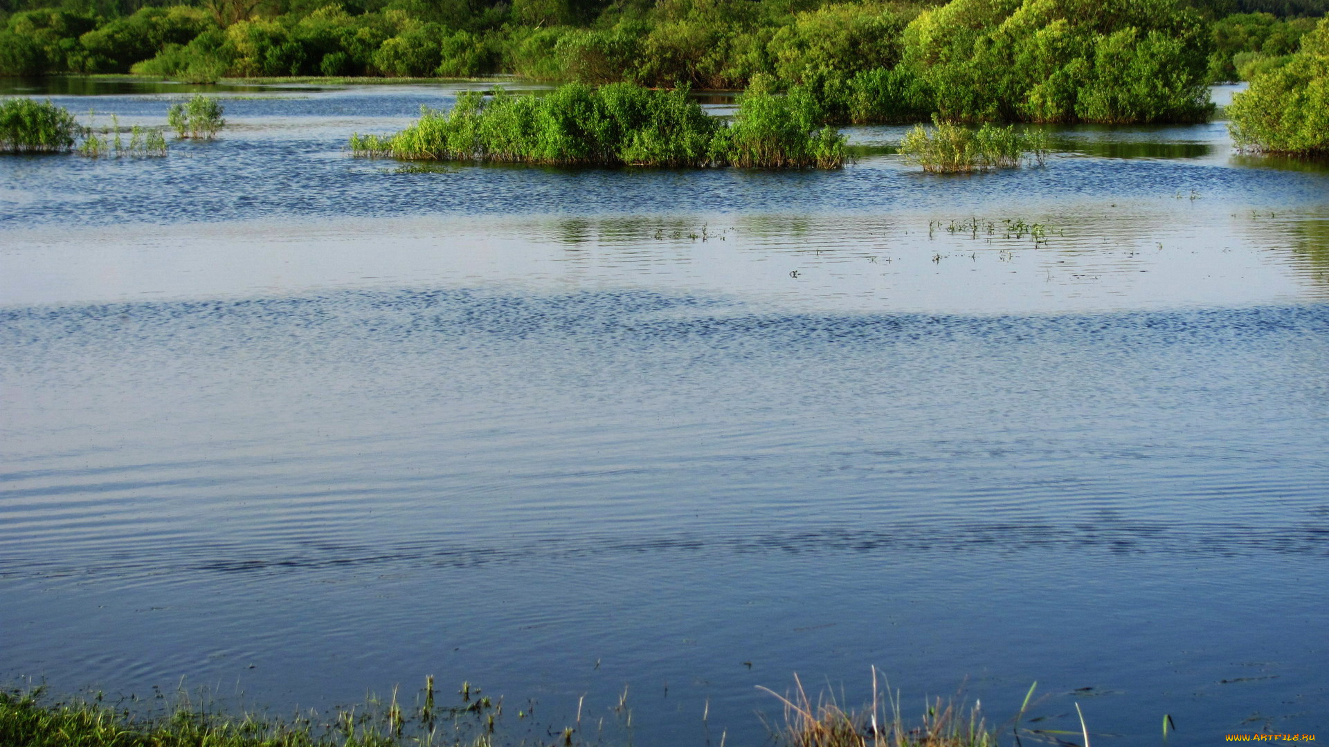 природа, реки, озера, вода, деревья, кусты