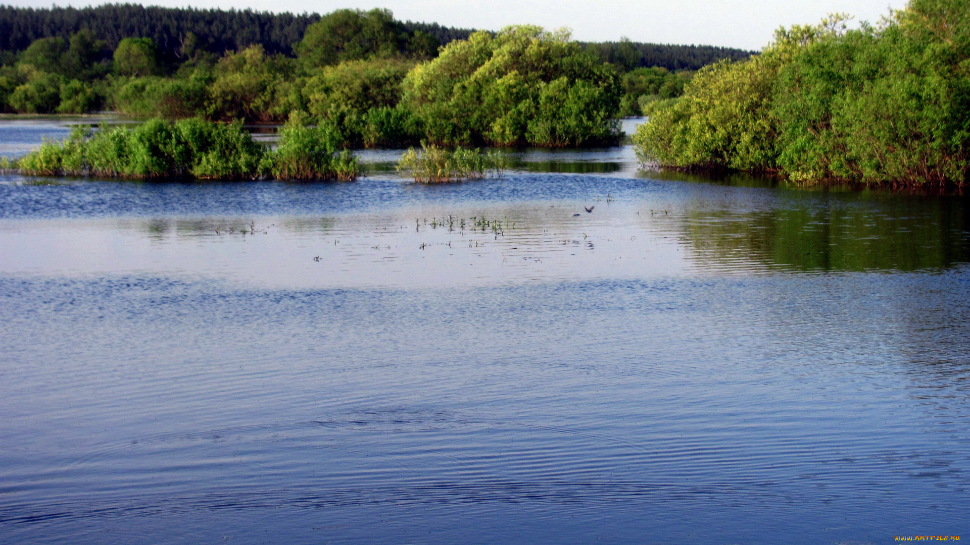 природа, реки, озера, вода, деревья, кусты