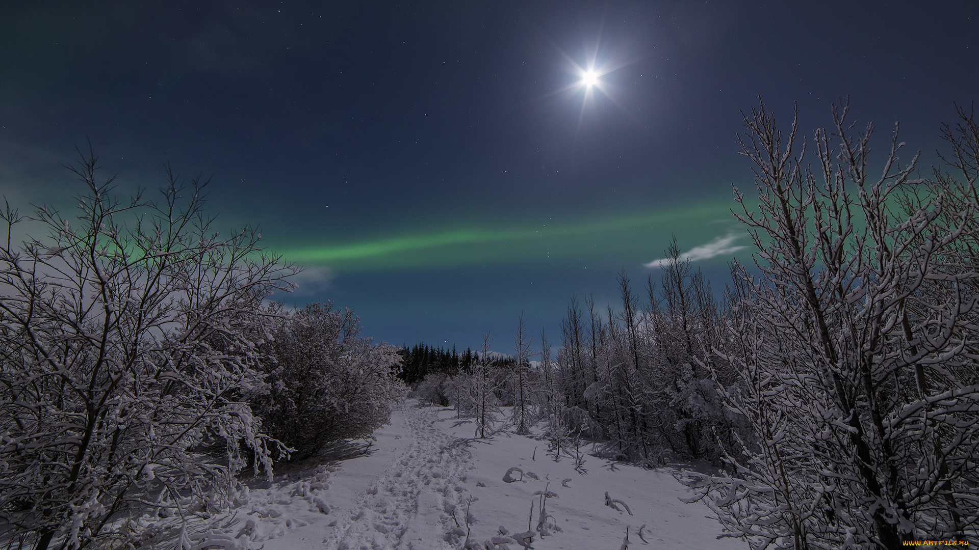 природа, северное, сияние, снег, лес