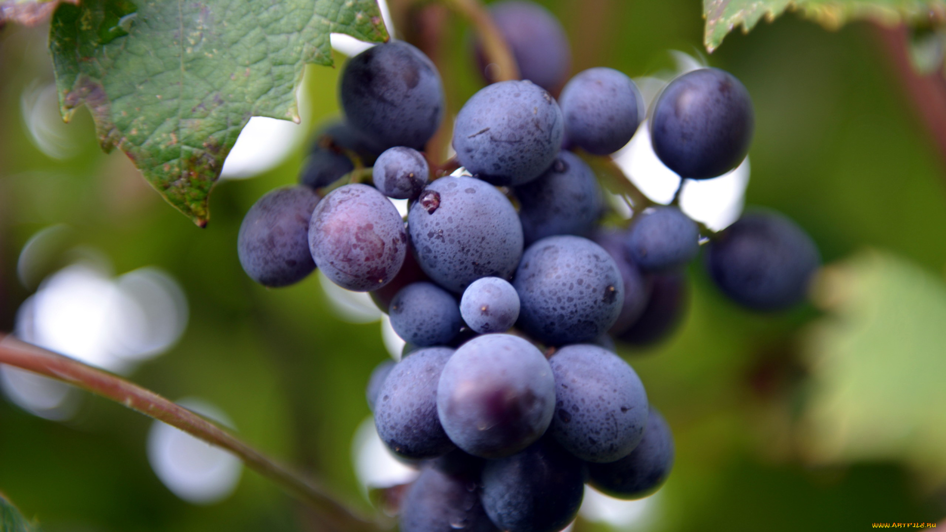 природа, Ягоды, , виноград, макро, гроздь