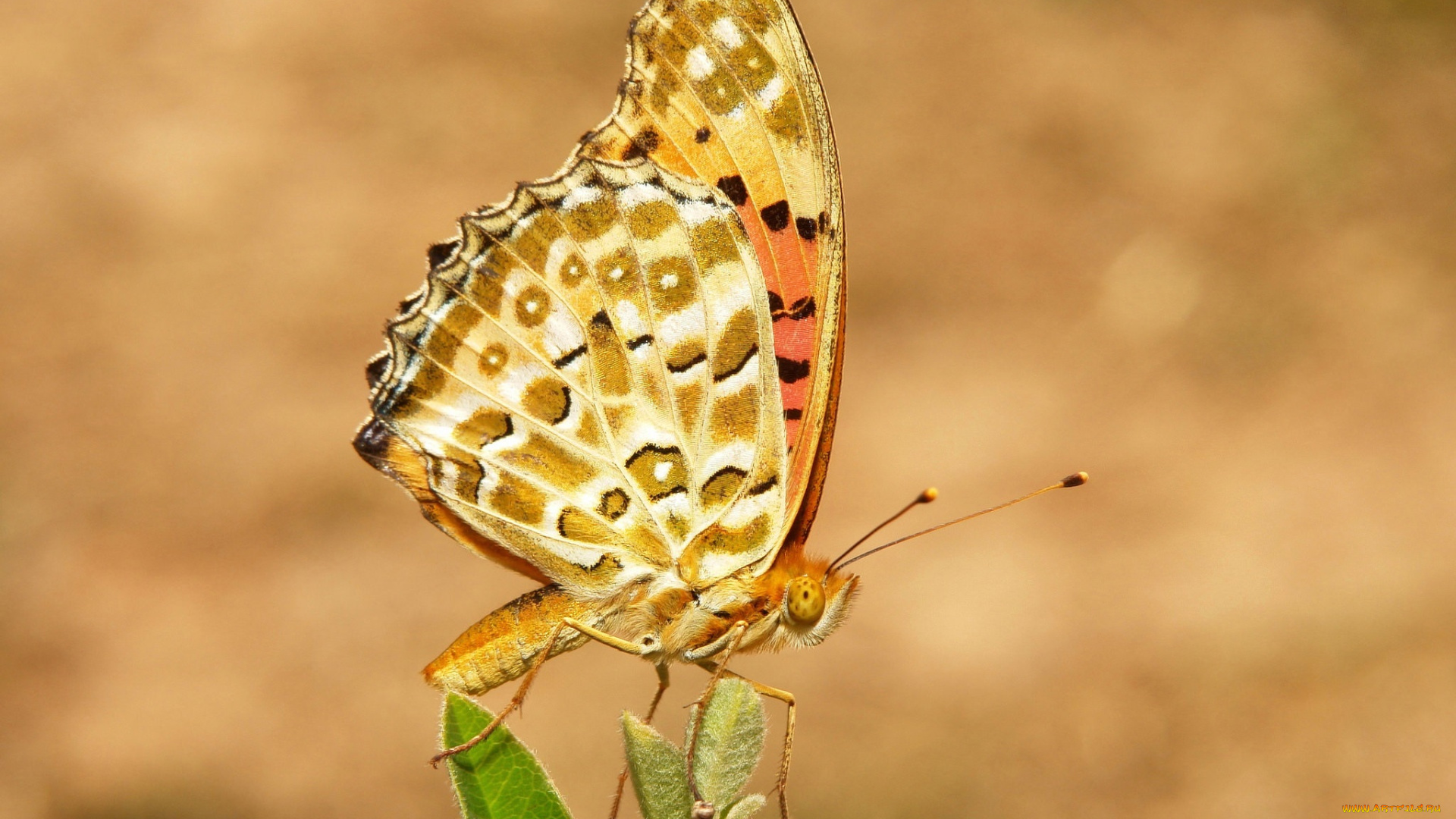 животные, бабочки, , мотыльки, , моли, бабочка