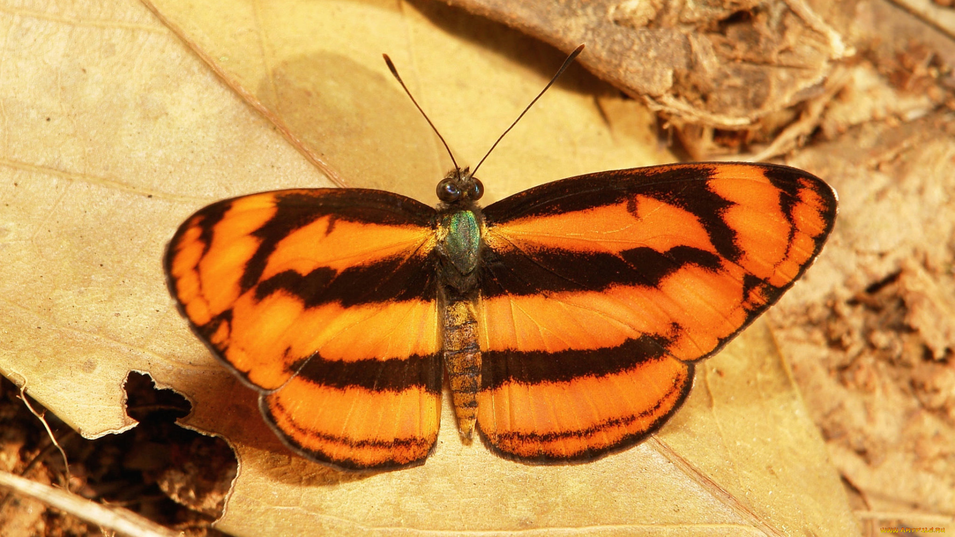 животные, бабочки, , мотыльки, , моли, бабочка