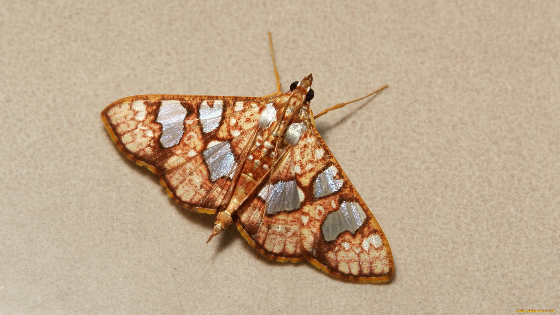 животные, бабочки, , мотыльки, , моли, моль