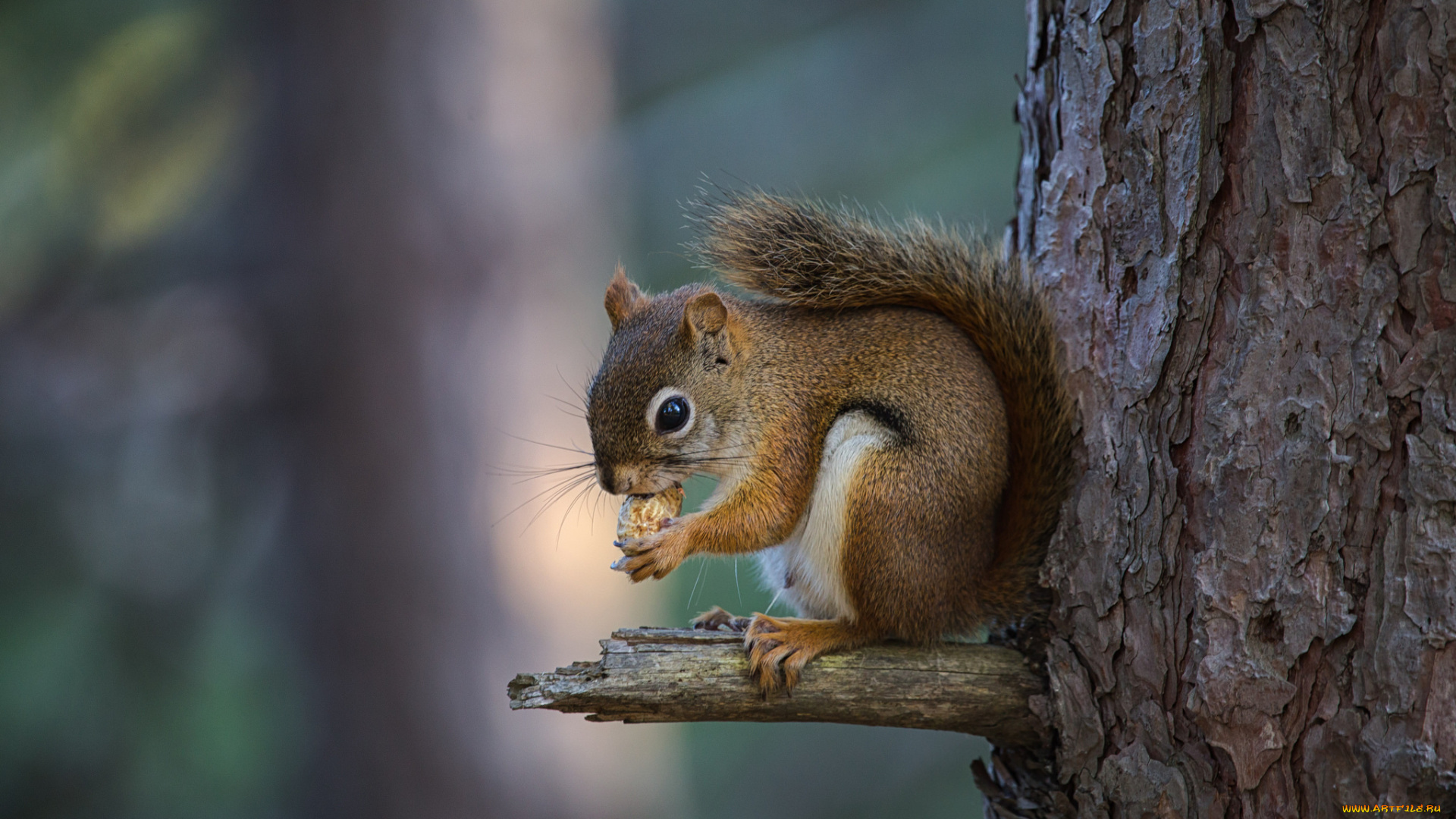 животные, белки, белка