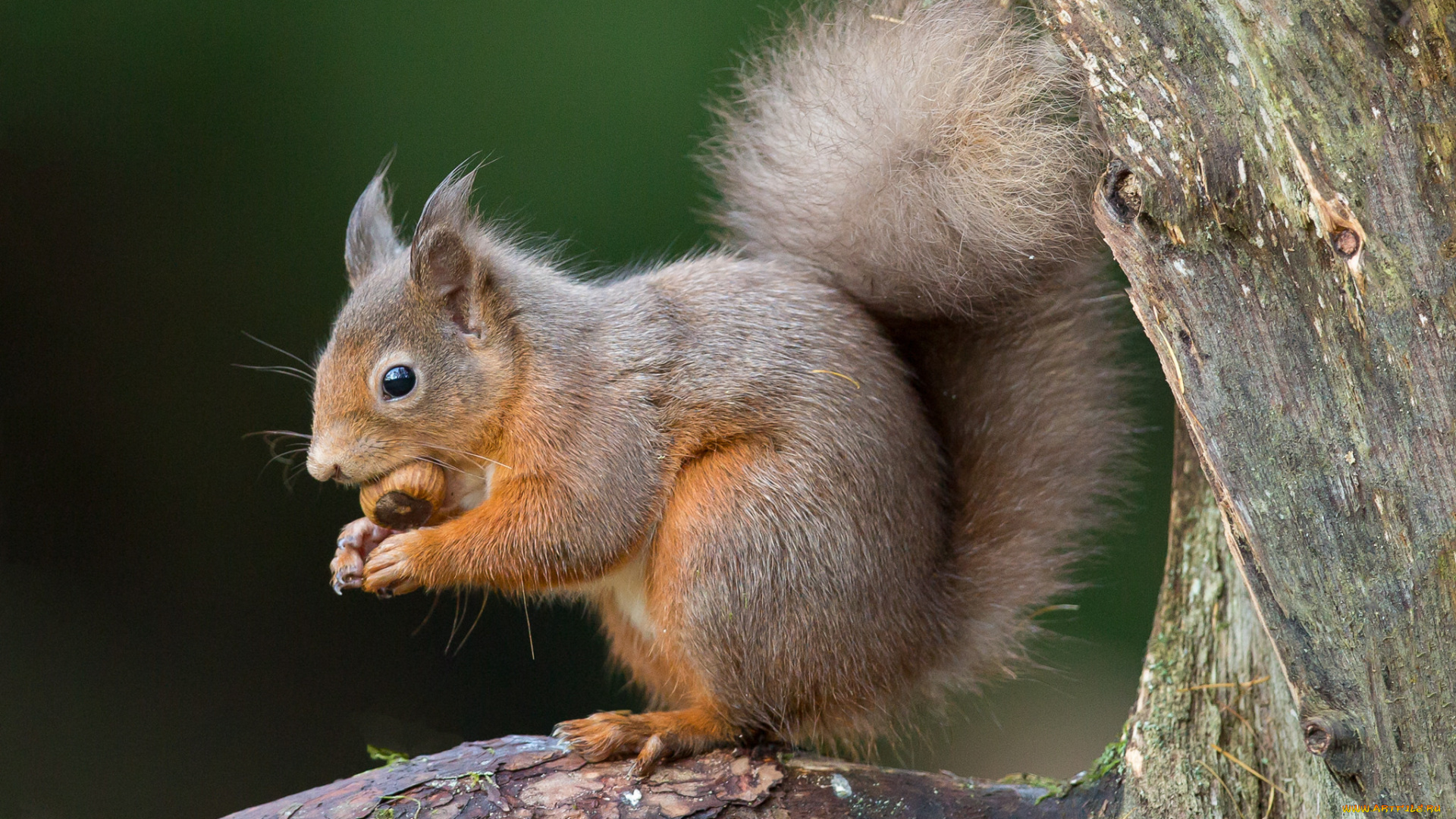 животные, белки, белка