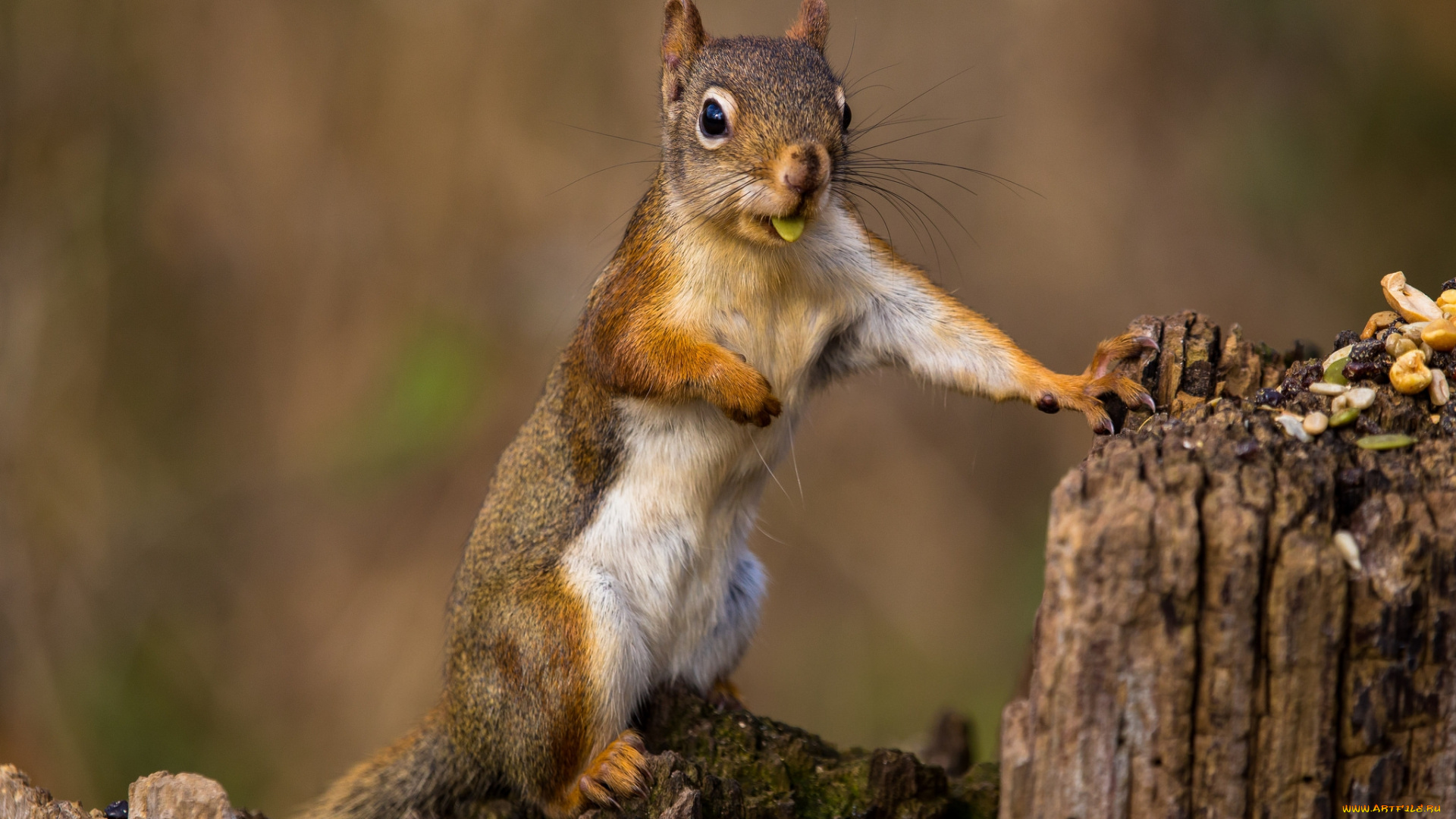 животные, белки, белка