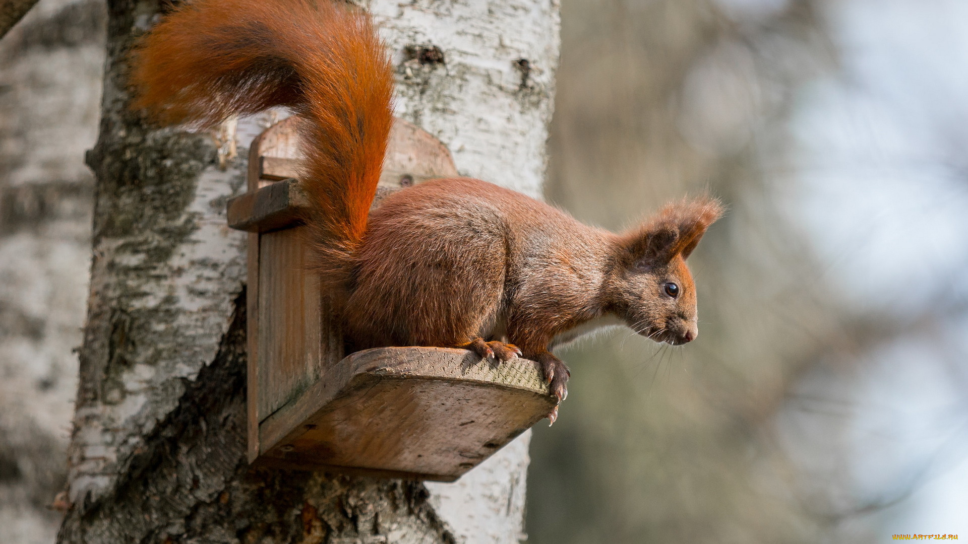 животные, белки, дерево, белка, природа