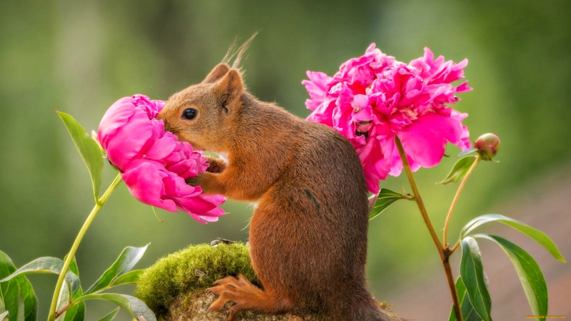 животные, белки, красиво, цветок, белка