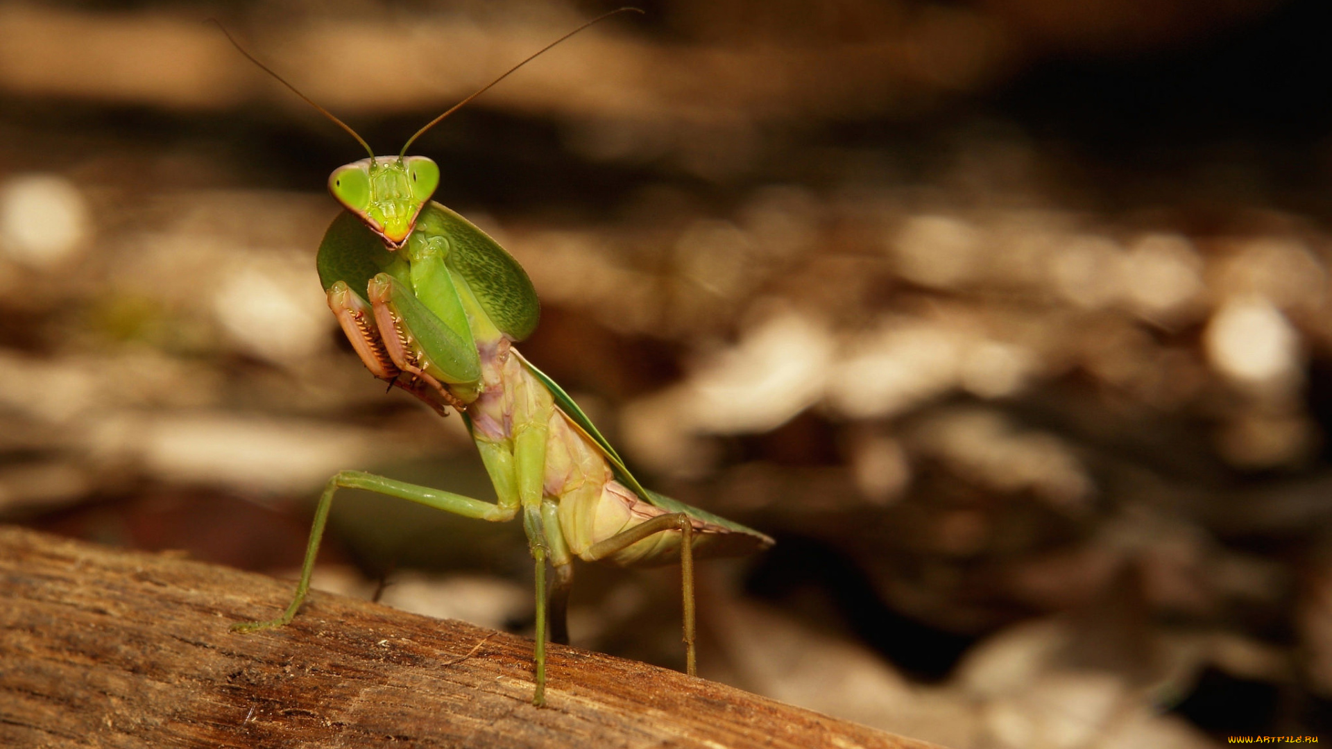 животные, богомолы, богомол