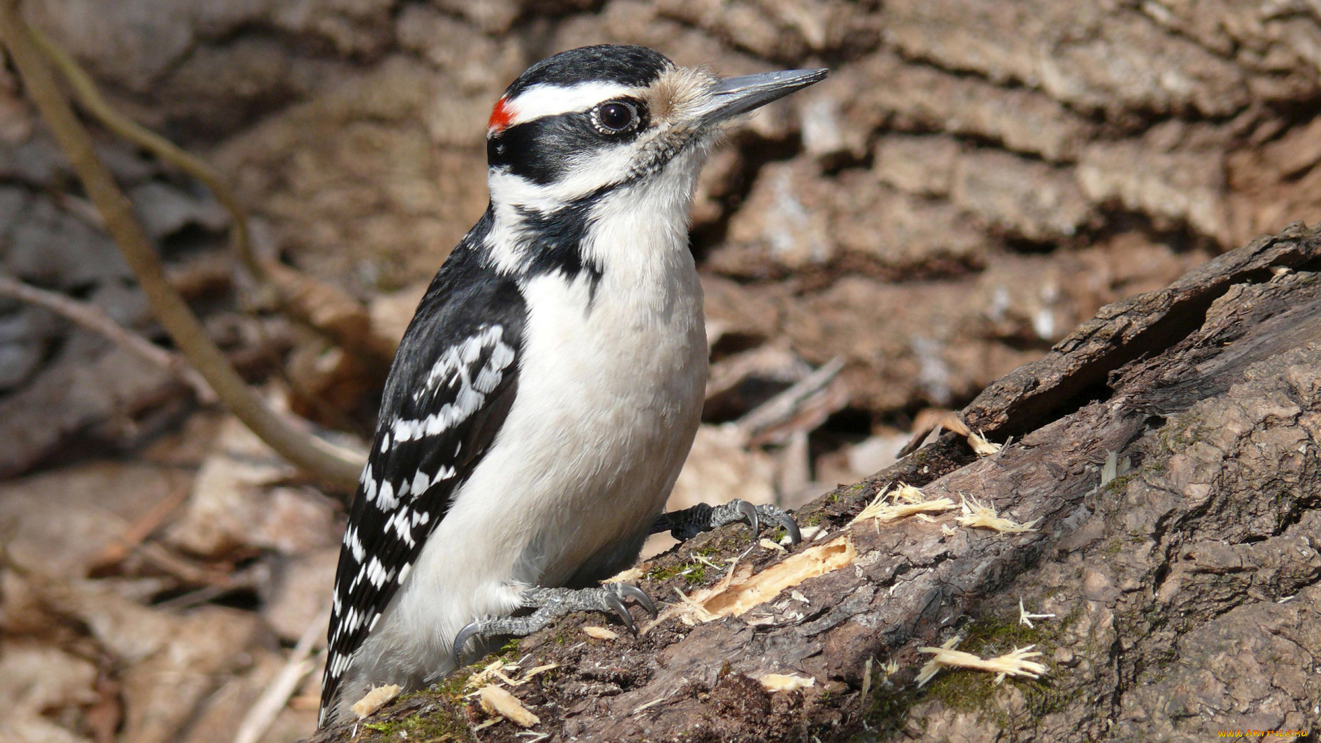 животные, дятлы, птица, дятел, щепки, бревно