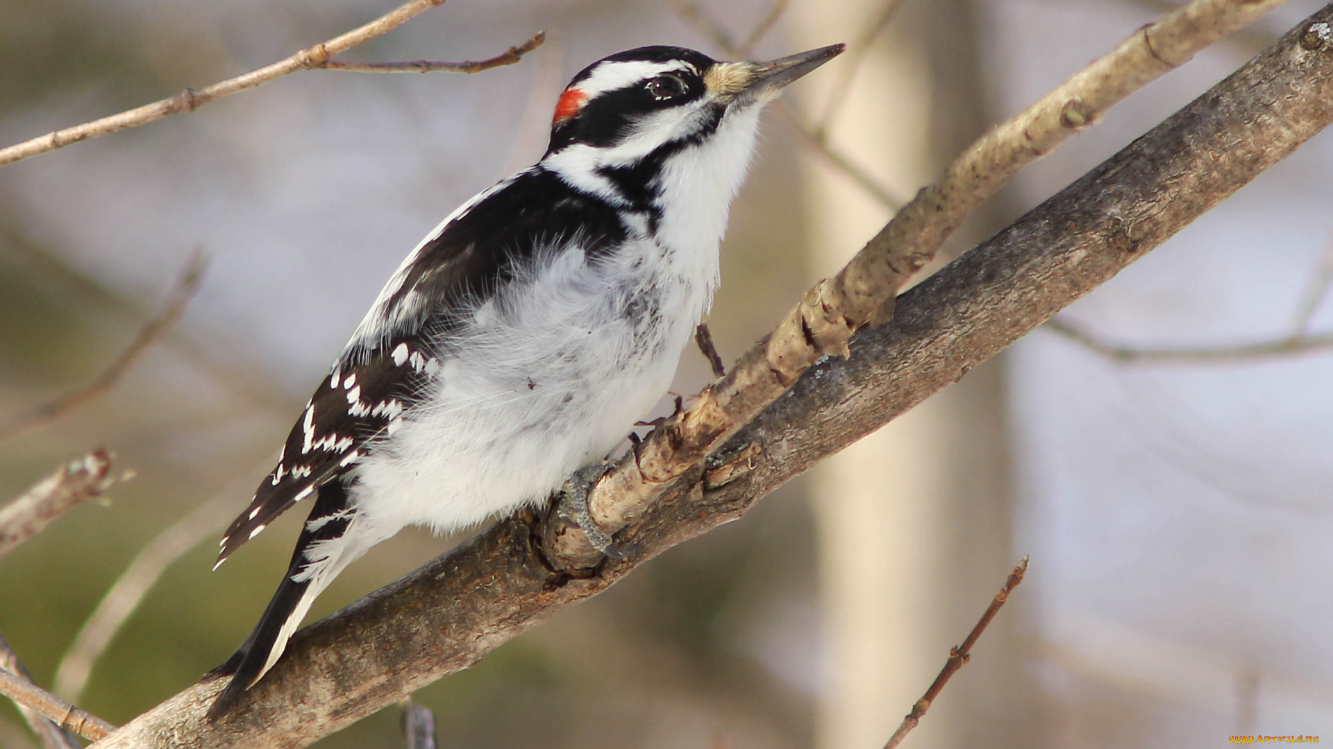 животные, дятлы, ветки, птица, дятел
