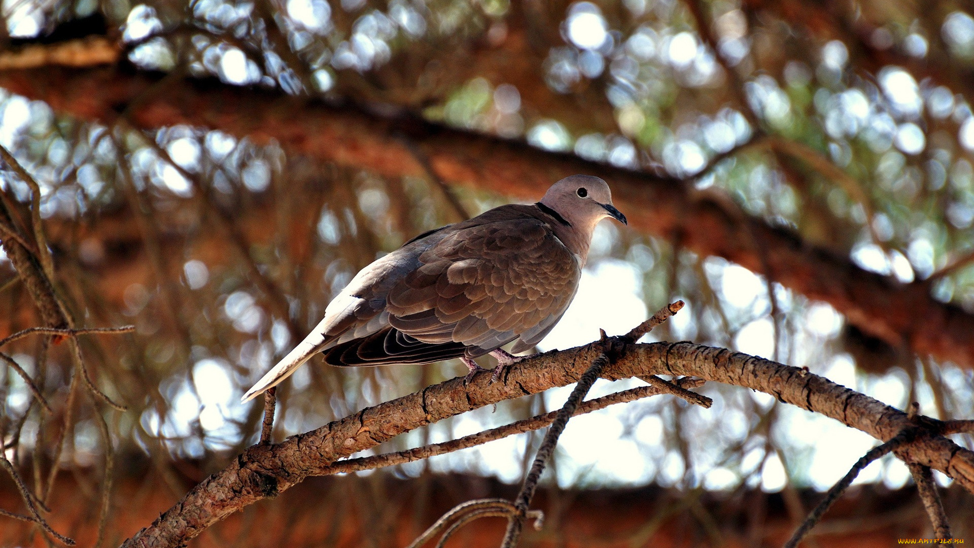 животные, голуби, горлица, ветки, птица
