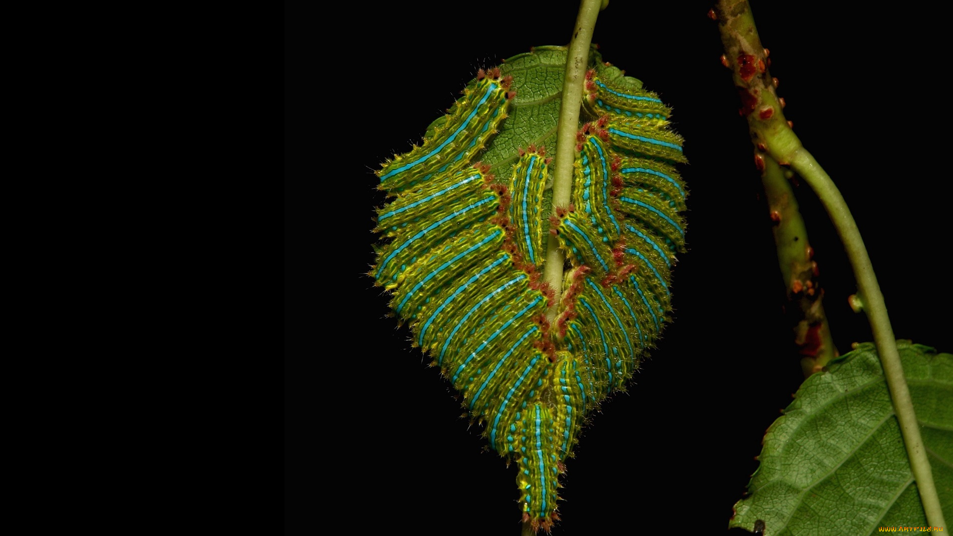 животные, гусеницы