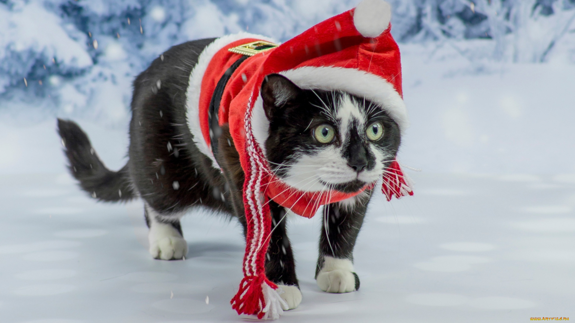 животные, коты, сказка, костюм, кот, фотосессия, зеленоглазый, котэ, новый, год