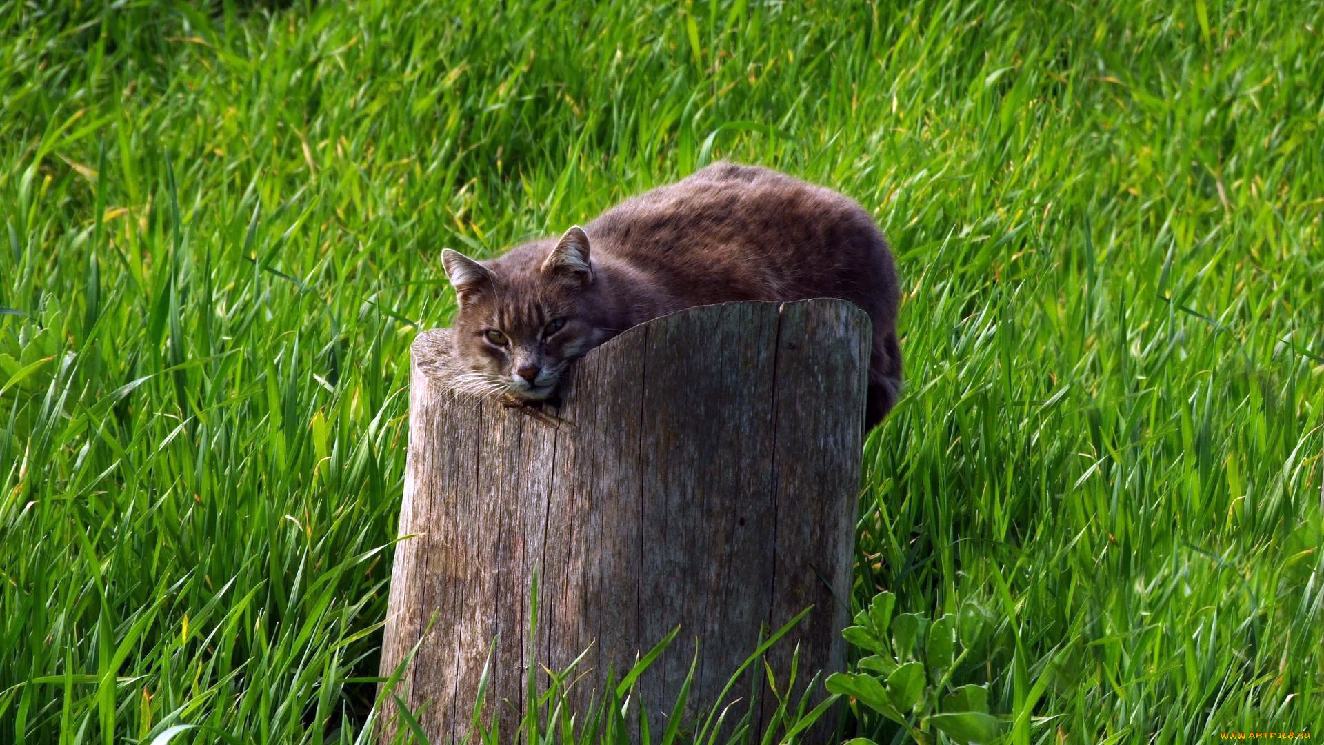 животные, коты, трава, пень, кот