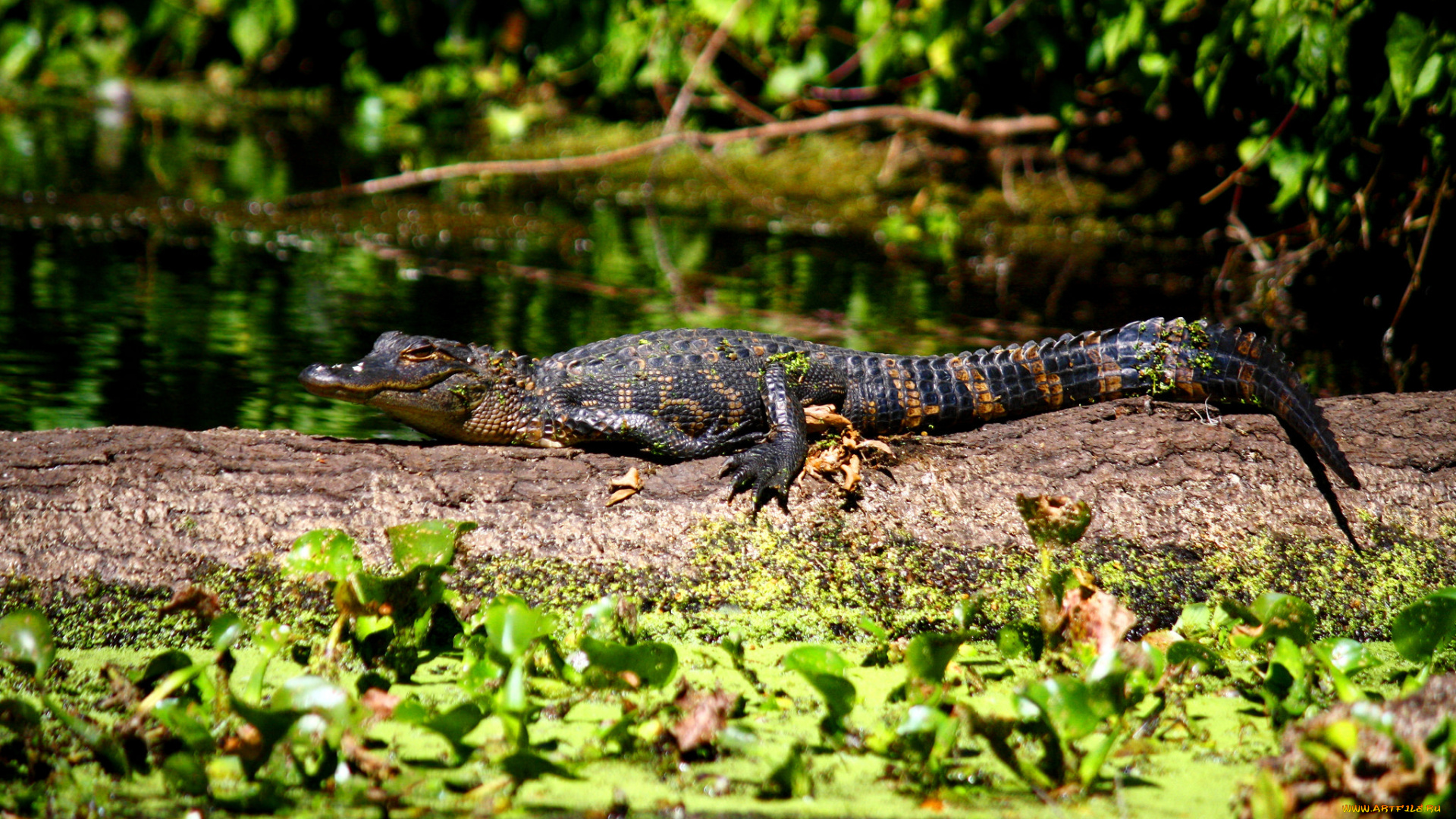 животные, крокодилы, челюсти