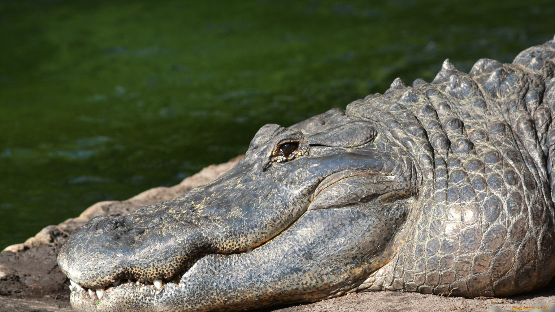 животные, крокодилы, челюсти